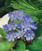 Hepatica nobilis, Leberblümchen, ca. 9x9 cm Topf, blau Produktbild-Vorschau 1