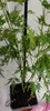 A close-up view of a small Japanese maple tree in a pot. Náhľad obrázku produktu