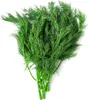 Dill Dillsamen Früh Zum Beizen 5G Produktbild-Vorschau 1