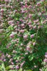 Deutzia 'Strawberry Fields', Maiblumenstrauch, rosa, 60–100 Produktbild-Vorschau 2