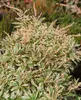 Pieris japonica 'Variegata', Japanische Lavendelheide, Produktbild-Vorschau 4