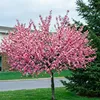 Prunus Kanzan, Höhe 170-180 cm, Stamm, Nelkenkirsche, Produktbild-Vorschau 2