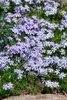 Phlox subulata 'Emerald Cushion Blue', Polsterphlox, blau, Produktbild-Vorschau 13