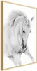 Posterpapier Poster - White Horse 40x60 cm Tiere Produktbild-Vorschau 1