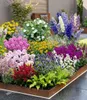 BALDUR Garten 12er Set Buntes Staudenbeet 'Multi-Colour', Produktbild-Vorschau 1