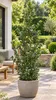 Stechpalme ‘Blue Prince’ – Ilex meserveae, immergrün & Produktbild-Vorschau 1