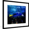 MuchoWow® Gerahmtes Poster Blauer Fisch im Aquarium 40x40 Produktbild-Vorschau 1