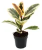 Bíle zbarvený kaučukovník - Ficus elastica "Tineke" - 11cm Náhled obrázku produktu 1