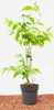 Heptacodium miconioides, Sieben-Söhne-des-Himmels, 60–80 cm Produktbild-Vorschau 1