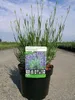 Lavandula int. 'Phenomenal'® (niko) - Lavendel - Container Produktbild-Vorschau 3