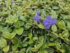 Sempreverde a foglie piccole di colore bianco Vinca minor Anteprima dell’immagine prodotto 6