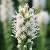 Bloomique - Zestaw 6 sztuk - Liatris spicata Alba - Podgląd zdjęcia produktu 2