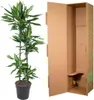 Dragoneret, plante d'intérieur Ø27cm Ø150cm - plante verte Voir les images du produit 4