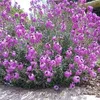 6 x zlatovka  - Erysimum 'Bowles' Mauve'  | Květináč 9 cm x Náhled obrázku produktu 2