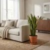 Bloomique - Lot de 2 - Sansevieria Laurentii - Langue de Voir les images du produit 2