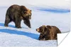 MuchoWow® Poster Braunbären im Schnee 60x40 cm - Produktbild-Vorschau 2