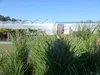 Pinus Pinea Mittelmeerkiefer 180 cm Pinie Kiefer Stamm Produktbild-Vorschau 5