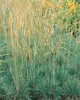 Koeleria glauca, Blaues Schillergras, 20–30 cm Produktbild-Vorschau 5