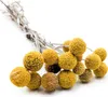 Craspedia - (Natürliche Extra Craspedia) - Bouquet mit 15 Produktbild-Vorschau 1