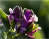 10x Polygala myrtifolia Myrten Kreuzblume Garten Pflanzen - Produktbild-Vorschau 2