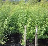 Mirabelle `Bellamira´ ® Pflaumenbaum - Buschbaum Topfballen Produktbild-Vorschau 5