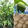 A collage showing a young walnut tree, a green walnut on a branch, and a pile of harvested walnuts. Produktbild-Vorschau