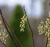 Stachyurus chin. 'Celina' - Chiński ogon perłowy 40- 50 cm Podgląd zdjęcia produktu 3