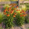 Stauden Gänge 1 x Echinacea purpurea 'Lakota Orange' - Produktbild-Vorschau 2