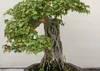 SAFLAX - Dreispitzahorn - Acer buergerianum - 30 Samen - Produktbild-Vorschau 6