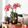 Kolibri Greens | Zelená rostlina – Stapelia – Ø 6 cm Náhled obrázku produktu 6