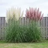 Stauden Gänge 2 x Cortaderia selloana im 1 Liter Topf - Produktbild-Vorschau 1