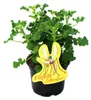 Moskito-Schocker - Duftgeranie - Pelargonium crispum - Produktbild-Vorschau 3