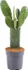 Opuntia rubescens Kaktus 25–30 cm – odporny na zimę opuncja Podgląd zdjęcia produktu 1