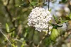 Viburnum burkwoodii, Duft-Schneeball, immergrün, 60–80 cm Produktbild-Vorschau 10