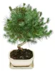 Bonsaj - Pinus halepensis - borovice aleppská - ca. 7-8 let Náhled obrázku produktu 2