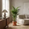 Howea Forsteriana, Kentia Palme, Zimmerpflanze, 90-100 cm, Produktbild-Vorschau 3