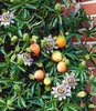 BALDUR Garten 1x Exotische Maracuja-Pflanze, Pflanze im 9x9 Produktbild-Vorschau 1