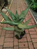 Aloe Marlothii ca. 70 cm - Aloë - Mountain Aloe - Mighty - Náhled obrázku produktu 1