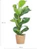 Ficus Lyrata Geigen-Feige Zimmerpflanze 80cm hoch Ø21cm Produktbild-Vorschau 2