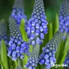 100 cibuliek Muscari Armeniacum (XXL veľkosť cibule 9/10 Náhľad obrázku produktu 6
