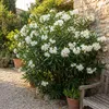 Bloomique - Nerium Oleander - Białe kwiaty - Rośliny Podgląd zdjęcia produktu 5