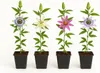 Cœur Exotique Plantes Grimpantes - Passiflore Passiflora Voir les images du produit 1