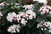 Viburnum tinus 'Lisa Rose'® - Schneeball 25- 30 cm - Produktbild-Vorschau 2