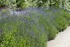 A garden path lined with lavender plants. Produktbild-Vorschau