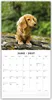 Long-Haired Dachshunds - Langhaardackel 2027 - Produktbild-Vorschau 3