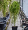 Japanische Lärche ´BORING WEEPER´ auf Stamm 120 cm, Cont. Produktbild-Vorschau 1