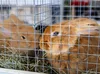 Two rabbits in a cage with hay. Voir les images du produit