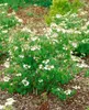 Viburnum plicatum 'Summer Snowflake', Japanischer Produktbild-Vorschau 11