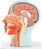 physa Anatomie Schädel - Medianschnitt - Originalgröße Produktbild-Vorschau 7