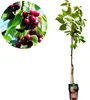 A cherry tree sapling with a close-up inset of cherries on a branch. Produktbild-Vorschau